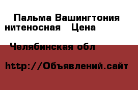  Пальма Вашингтония нитеносная › Цена ­ 1 500 - Челябинская обл.  »    